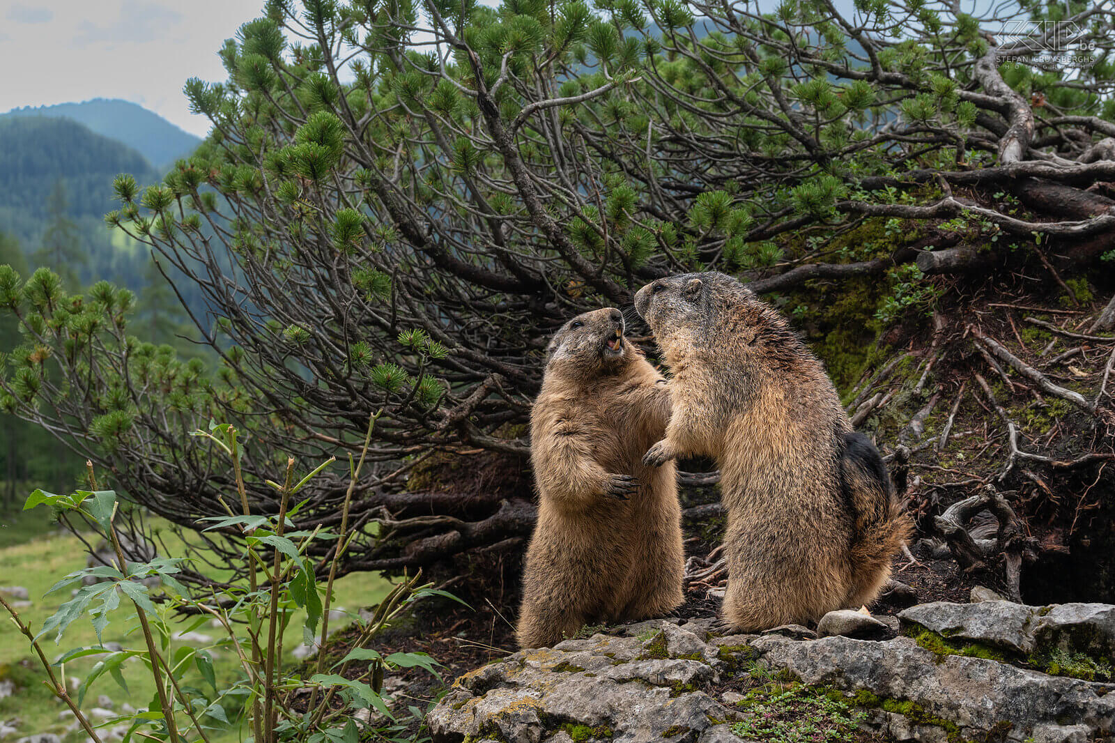 Bachalm - Fighting Alpine marmots  Stefan Cruysberghs